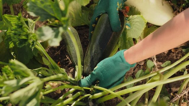 Farmer harvests zucchini in vegetable garden, close-up of hands with gloves
