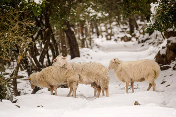 Ovejas. Bosc de Son Palou. Orient. Bunyola.Sierra de Tramuntana.Mallorca.Illes Balears.Espa&ntilde;a.