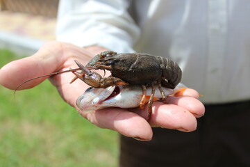crab in hand