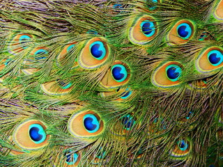 Fototapeta premium peacock feather background