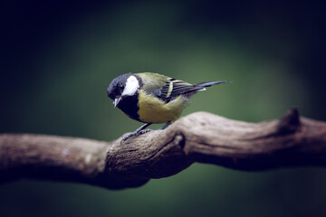 Great tit on a branch