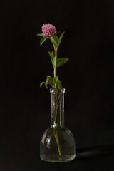 Clover on a black background