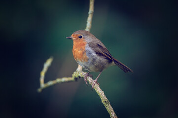 Robin on a branch