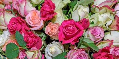 Background of beautiful flowers. Сlose up. Panorama.