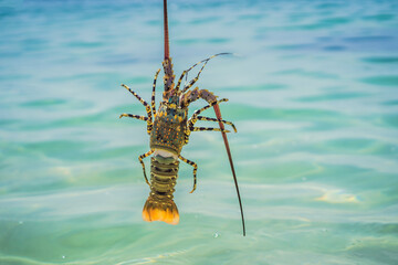 Lobster in the hands of a diver. Spiny lobster inhabits tropical and subtropical waters