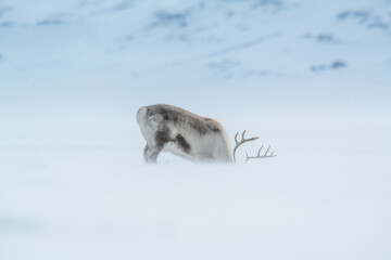 A reindeer during a blizzard in Svalbard