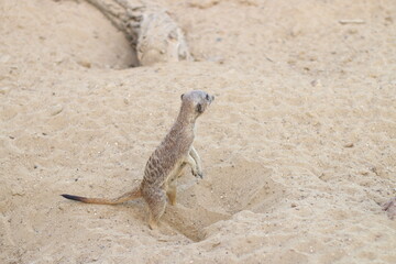 zoo, one adult meerkat, watch animals in the zoo
