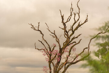 Dry branches of the pink ipe tree (Tabebuia pentaphylla) blooming and rain clouds in the background