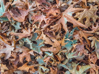 leaves pile dry in autumn season