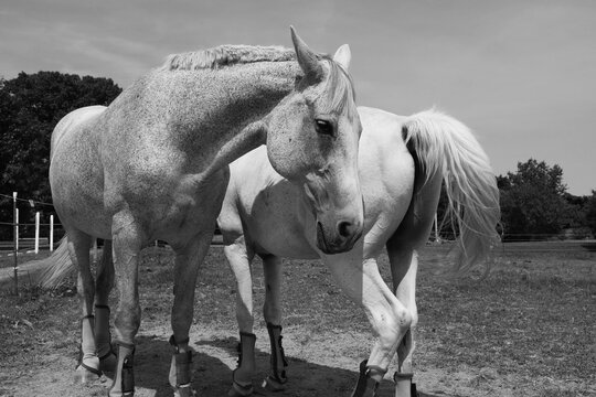 Black and white photo of white horses grazing in a pasture of green grass on a summer day
