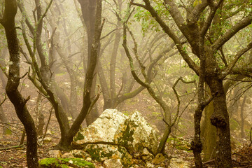 Bosc de Planícia. Mola de Planícia.Banyalbufar.Sierra de Tramuntana.Mallorca.Baleares.España.