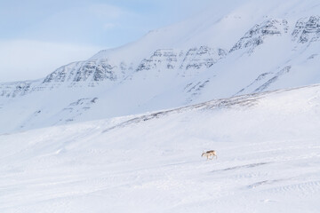 Obraz premium Reindeer on a Svlbard in winter