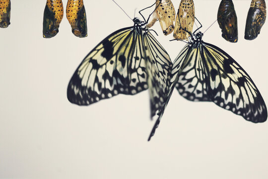 Newly Emerged Butterflies And Their Chrysalises