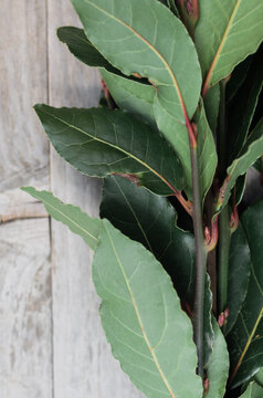Laurel leaves