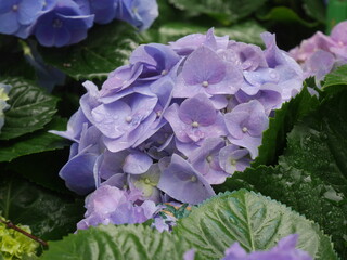 purple hydrangea flower in the garden