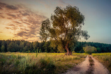 autumn in the forest