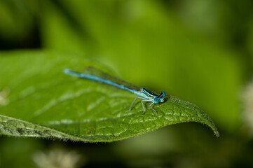 The blue-tailed damselfly or common bluetail (Ischnura elegans) kék légivadász 