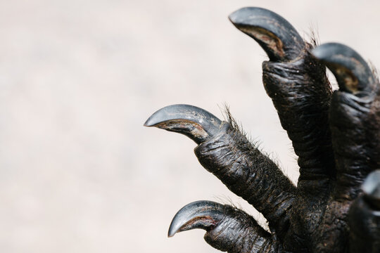 scary animal claw