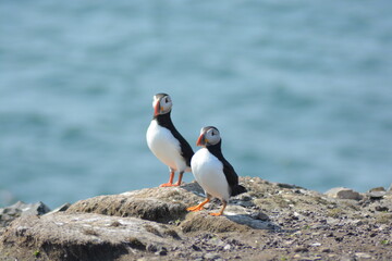 A pair of cute Atlantic puffins (Fratercula arctica) during breeding season sitting on the edge of a cliff at Farne Islands National Nature Reserve, England, Great Britain, UK