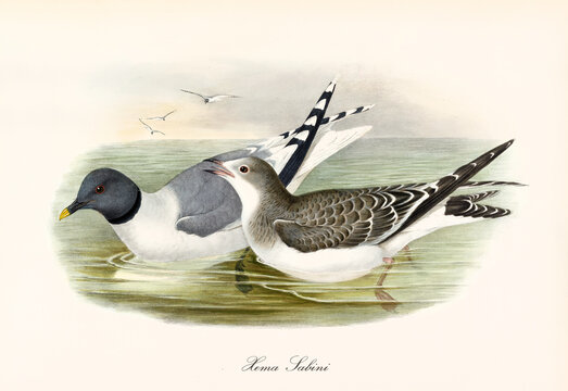 Couple of Sabine's Gull (Xema sabini) birds floating and twittering on green sea water. Detailed vintage style watercolor art by John Gould London 1862-1873