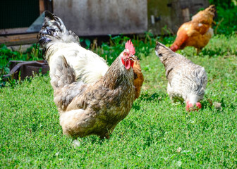Rooster and hens on a traditional free range poultry, organic farm , grazing of the farm on the grass with copy space