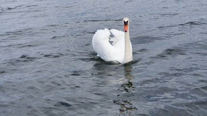 Łabędź © Katarzyna
