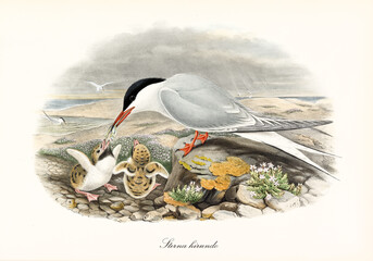 Common Tern (Sterna hirundo) bird feeds cubs with little fish on seascape. Detailed vintage style watercolor art by John Gould London 1862-1873