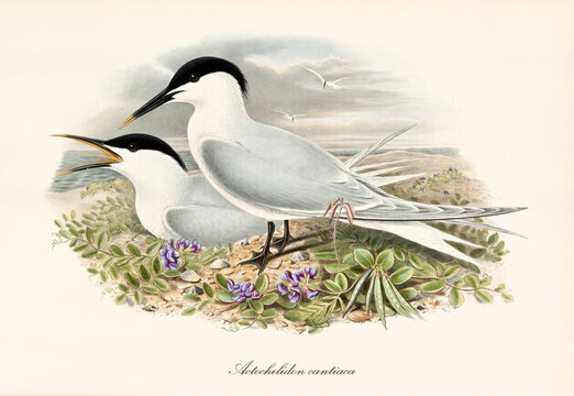 Couple of Sandwich Tern (Thalasseus sandvicensis) birds twittering on vegetated seascape. Detailed vintage style watercolor art by John Gould London 1862-1873