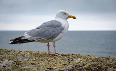 seagull on a wall in front of the sea on a cloudy day at lyme regis england