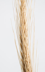 Muitos utilizam para dar sorte