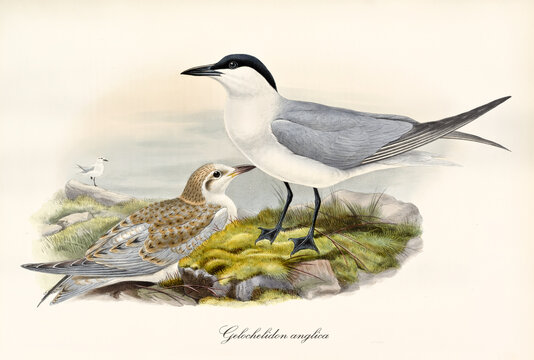 Couple of Gull-Billed Tern (Gelochelidon nilotica) birds on grassed rock. Detailed vintage style watercolor natural context art by John Gould London 1862-1873