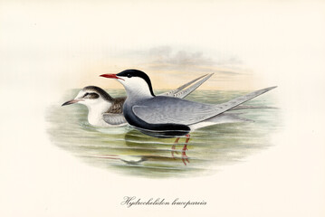 Couple of Whiskered Tern (Chlidonias hybrida) birds facing left floating on green water. Detailed vintage style watercolor art by John Gould London 1862-1873