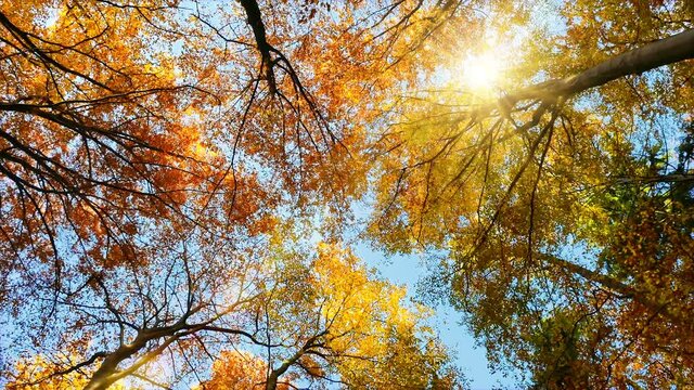 Tree canopy in autumn, rotating footage, with falling leaves, blue sky and the sun beautifully shining through the gold foliage