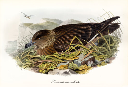 Great Skua (Stercorarius skua) predatory bird crouched on nest and looking around facing left. Detailed vintage style watercolor art by John Gould London 1862-1873