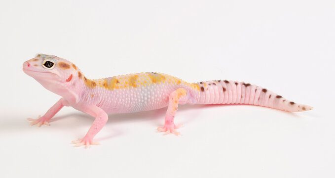 Leopard gecko / Leopardgecko (Eublepharis macularius) - white yellow