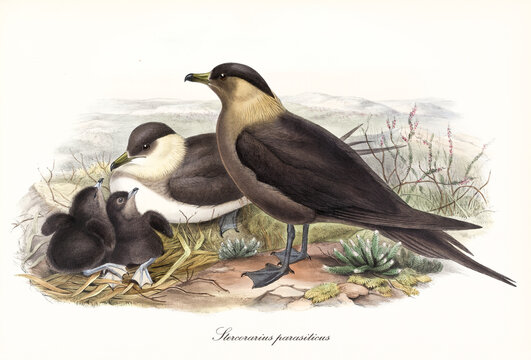 Family of Parasitic Jaeger (Stercorarius parasiticus) birds nesting on ground and looking around. Parents and cubs. Detailed vintage style watercolor art by John Gould London 1862-1873