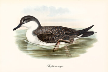 Single Great Shearwater (Ardenna gravis) facing left floating on water moving its webbed paws. Detailed vintage style watercolor art by John Gould London 1862-1873