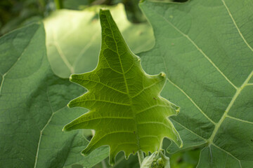 green leaf background