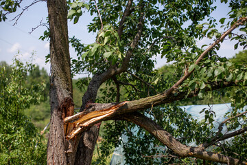 Broken branch of a plum tree in the garden in summer.