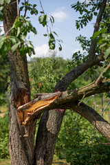 Broken branch of a plum tree in the garden in summer.