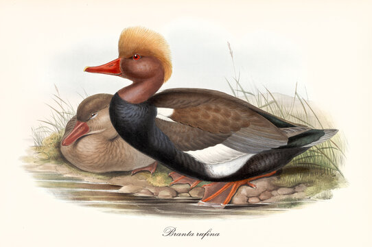 Aquatic webbed pawed bird with an orange crest, profile posing to left on a shore of a pond or a creek. Red-Crested Pochard (Netta rufina). Detailed vintage art by John Gould publ. In London 1862-1873