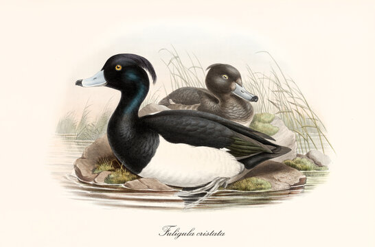 Aquatic black and white plumaged bird Tufted Duck (Aythya fuligula) posing in profile view to the left with a webbed paw partial immersed in the water. Vintage art by John Gould London 1862-1873