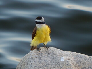 Pitangus sulphuratus. Brazilian bem-te-vi. Selective focus