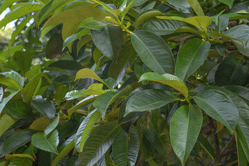 close up of a green plant