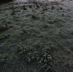 frosty nettles in long green grass