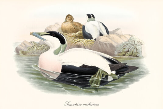 Aquatic little arched beak bird Eider (Somateria mollissima) floating in the sea water while other exemplars are crouched in the rocky shores. Detailed vintage art By John Gould, London 1862-1873