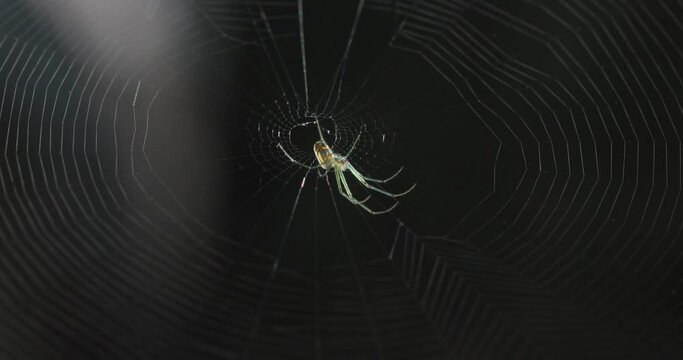 Spider eating bug in a spider web