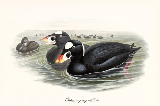 Two Surf Scoter (Melanitta perspicillata) black plumated aquatic birds floating in the water side by side. Detailed vintage style watercolor art by John Gould publ. In London 1862-1873