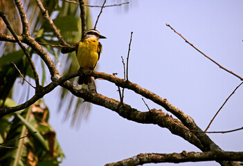 blue tit perched on a branch