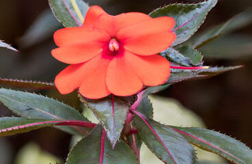 Close de linda flor do jardim